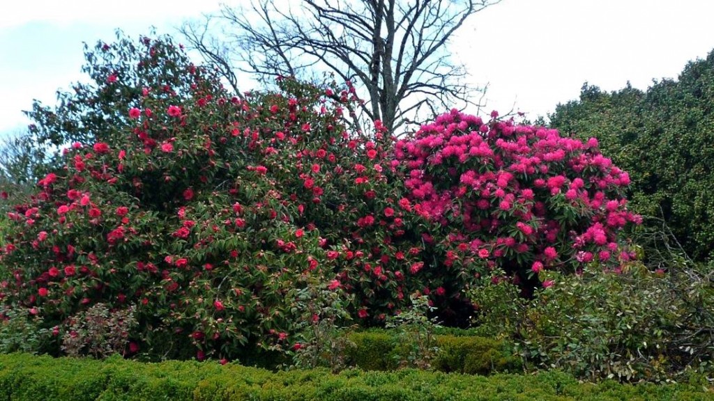 Rododendro y azalea del jardin del Pazo de Rivadulla