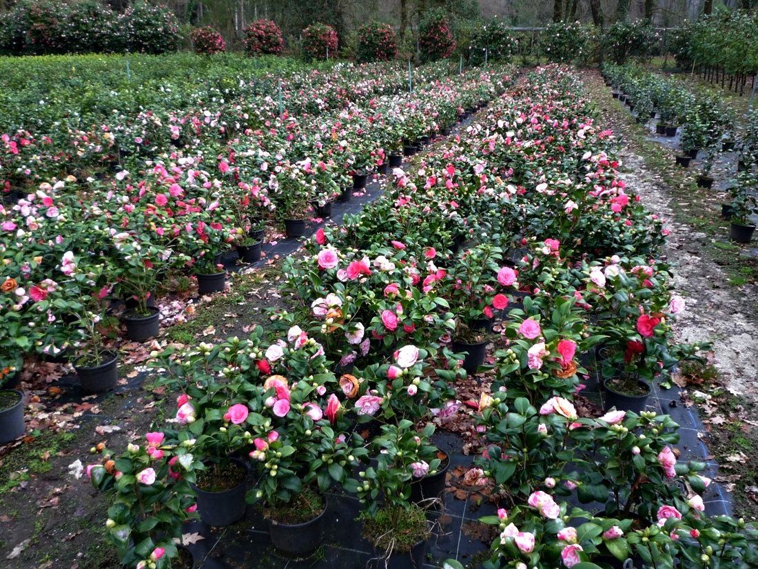 Vivero Ortigueira