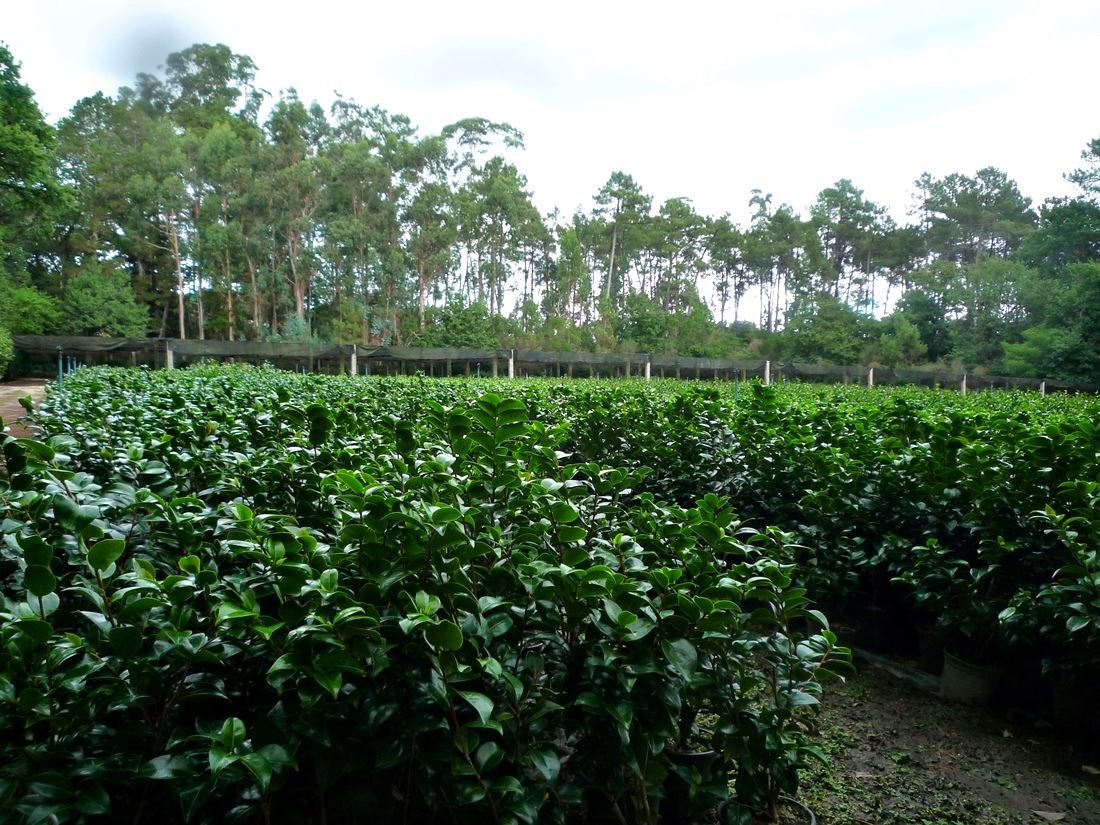 Camelias del vivero