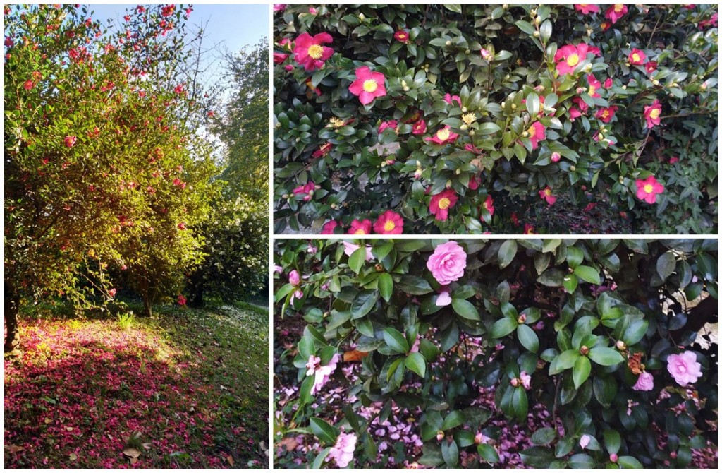 Camelias centenarias del jardin del Pazo de Rivadulla
