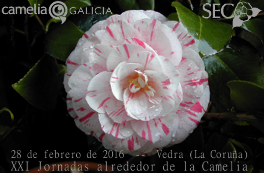 Exposicion Camelia 2016 - Pazo de Santa Cruz de Rivadulla