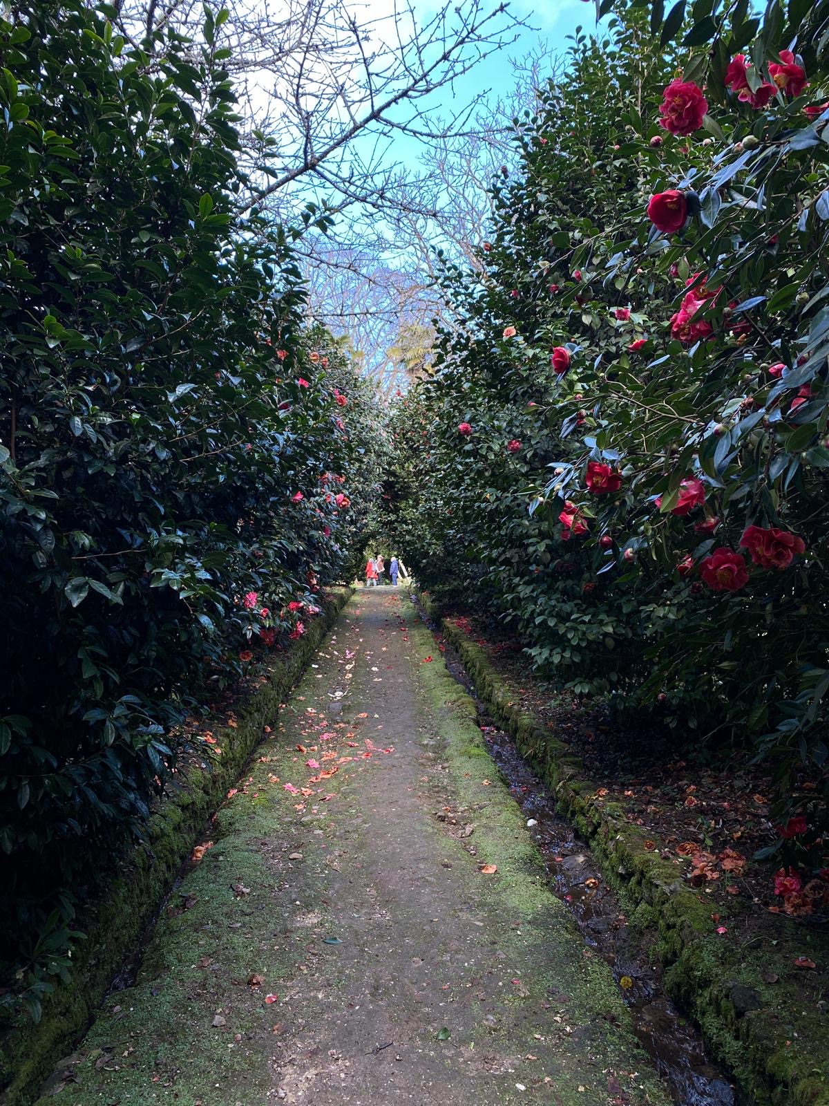 Camelias