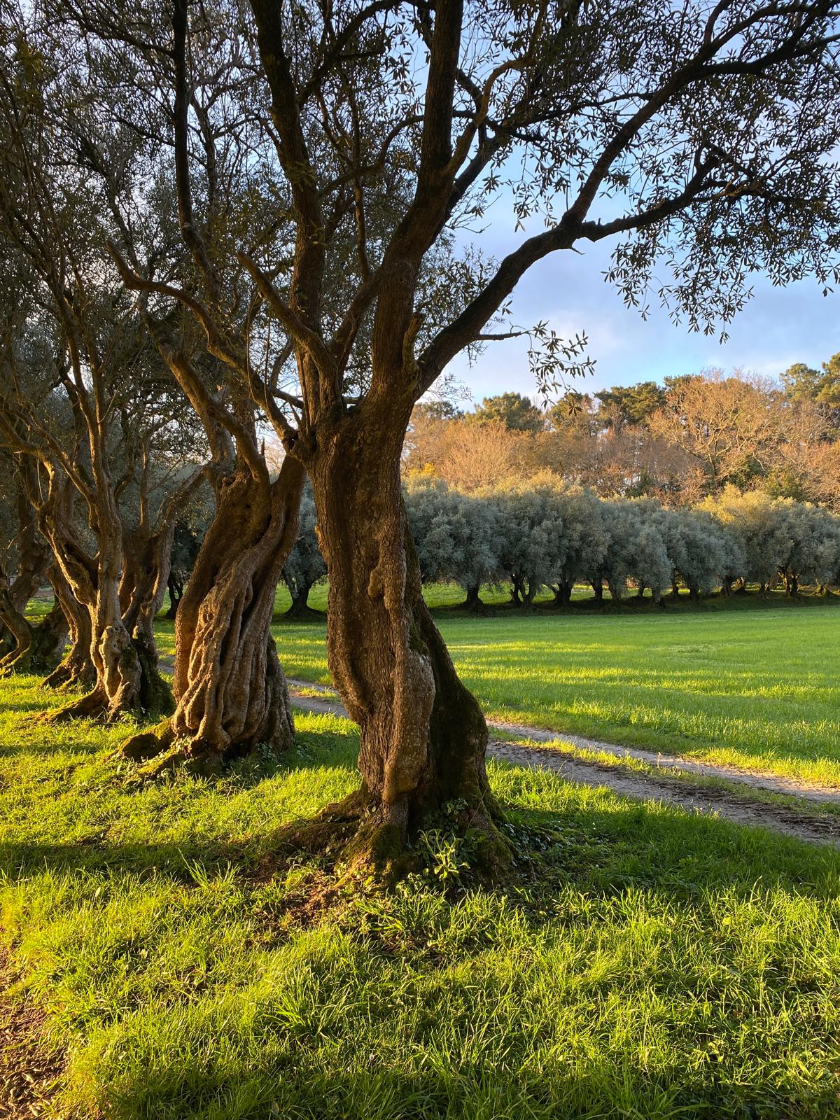 Olivos centenarios del Pazo de Santa Cruz de Rivadulla