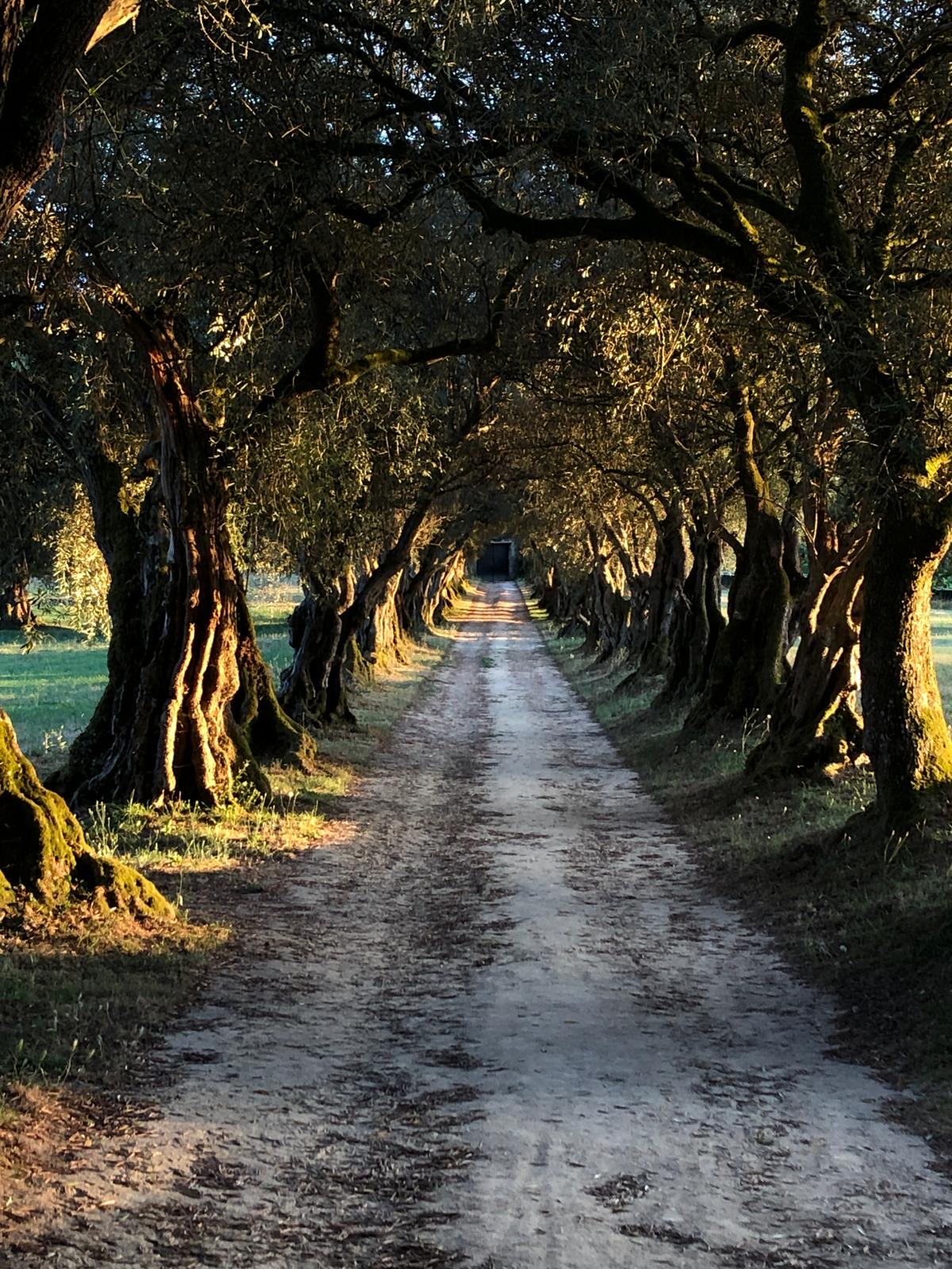 Paseo de los Olivos