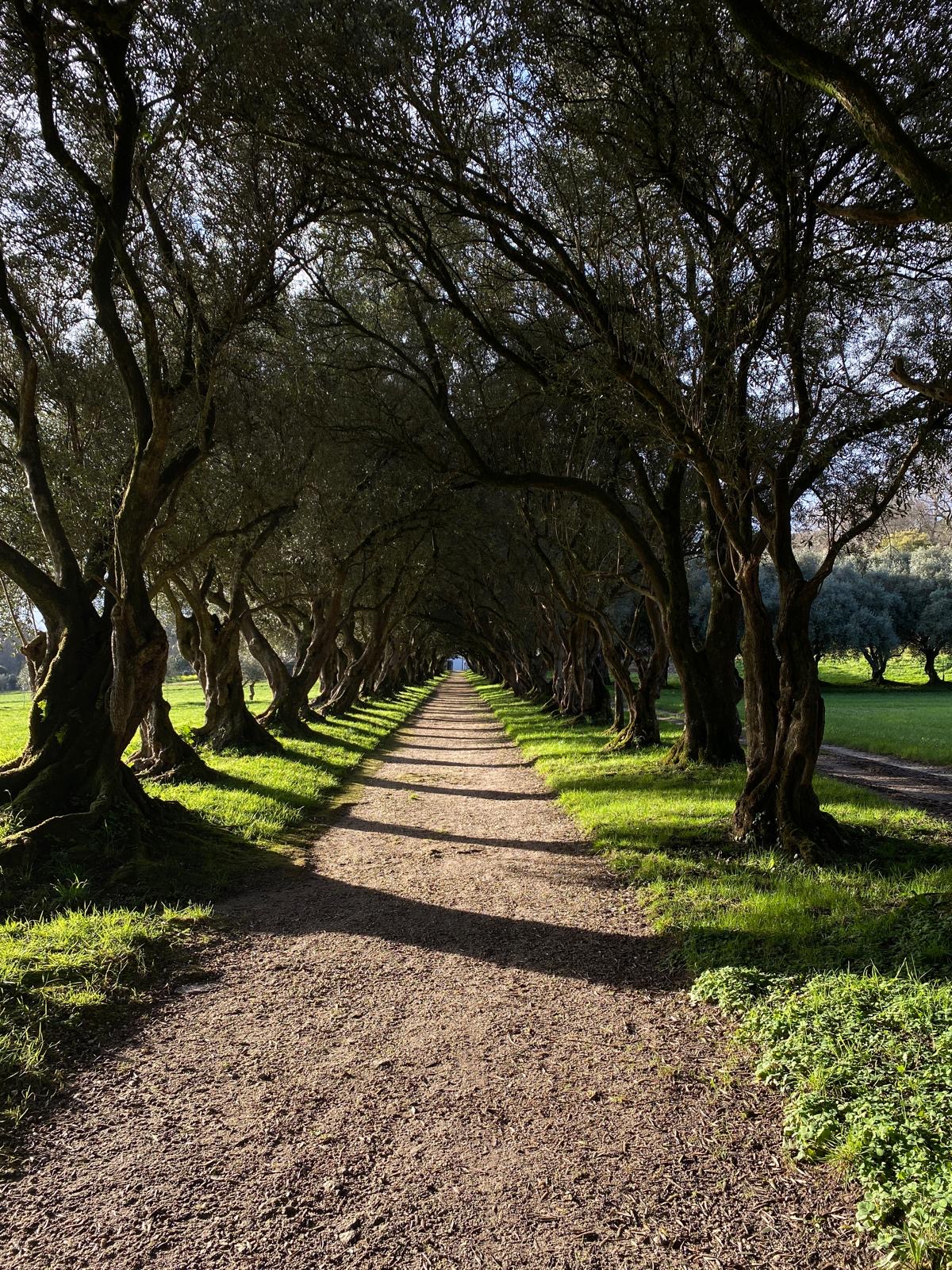 Olive Tree Avenue at dawn