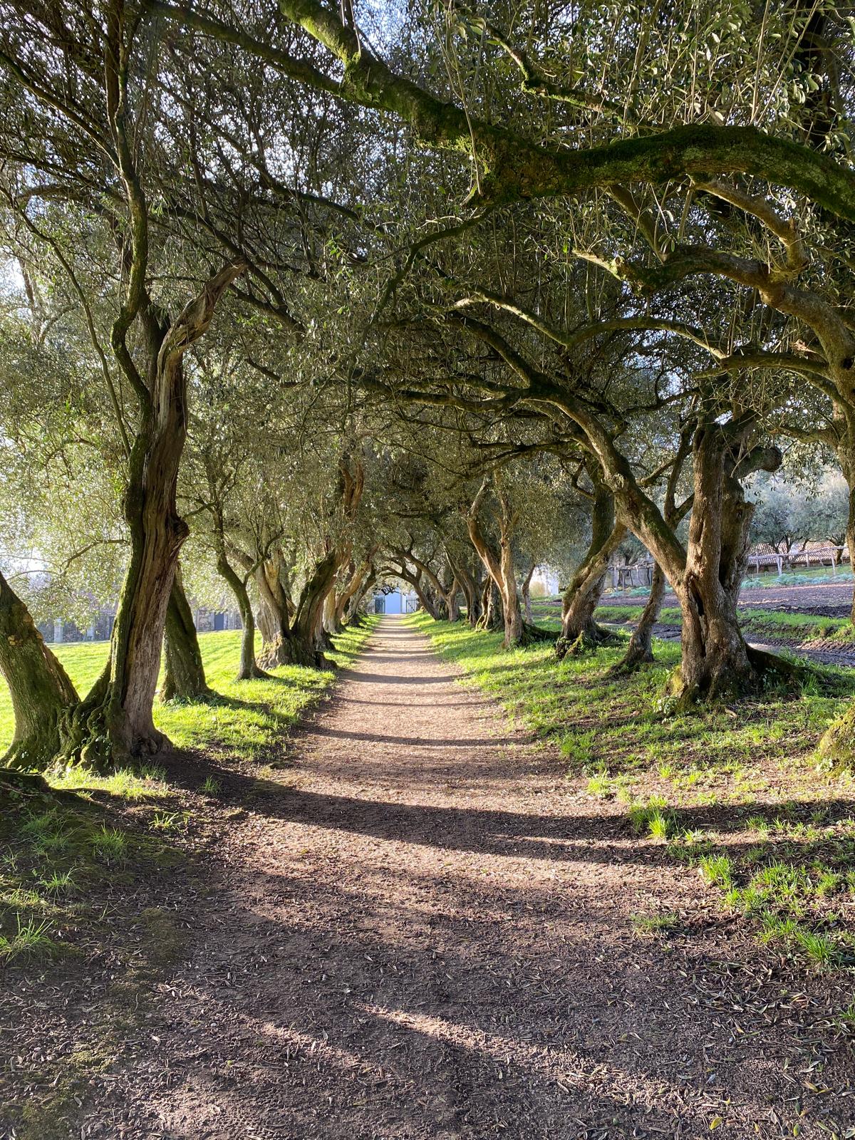 Paseo de los Olivos