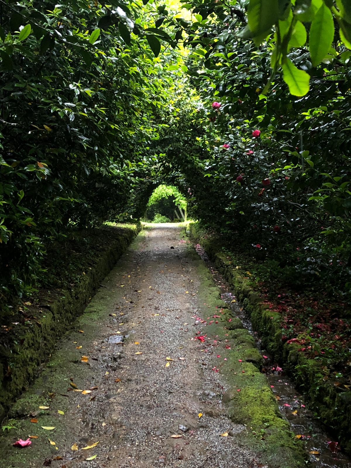 Túnel camelias